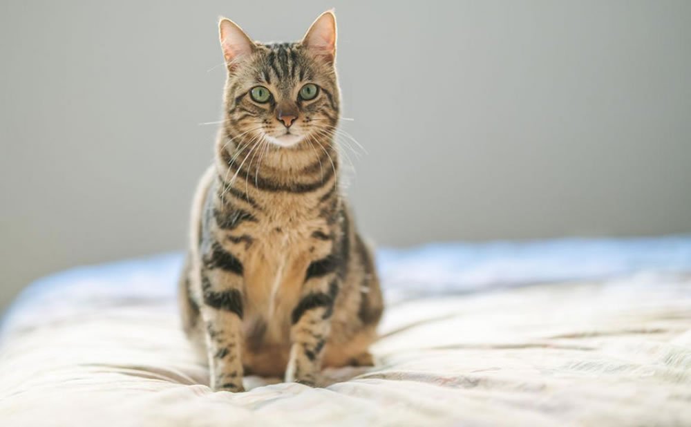 Un gato adulto joven