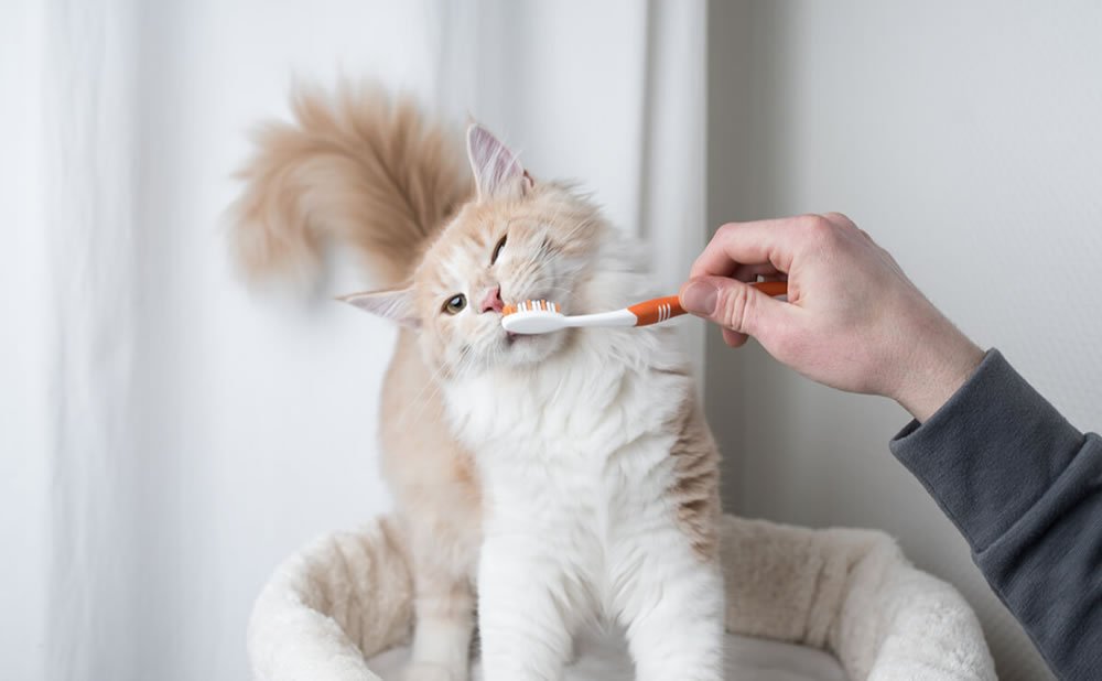 aprende-a-cepillar-los-dientes-a-un-gato