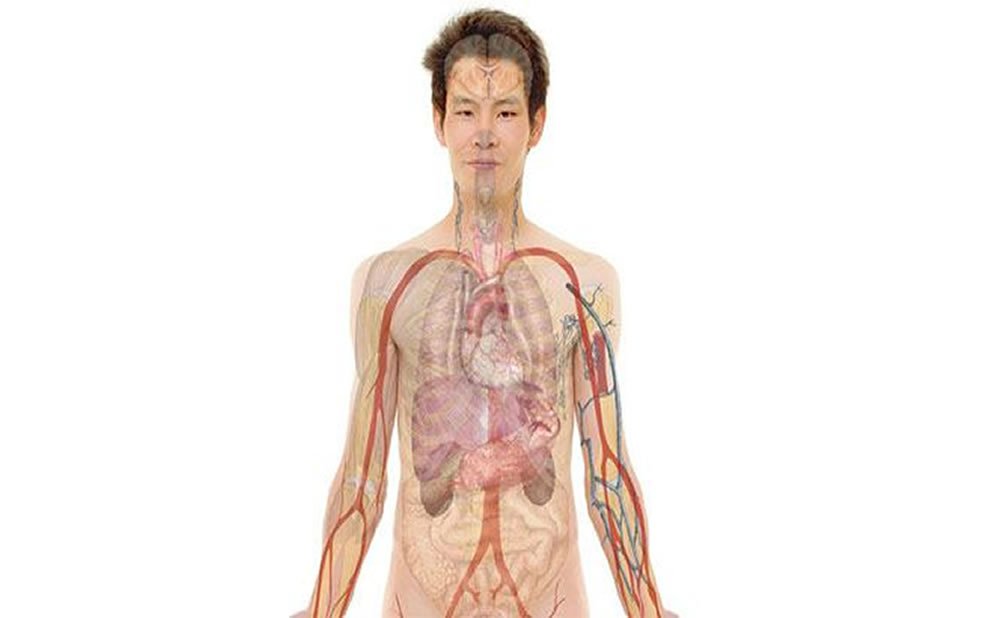 Como funciona el SISTEMA NERVIOSO AUTONOMO