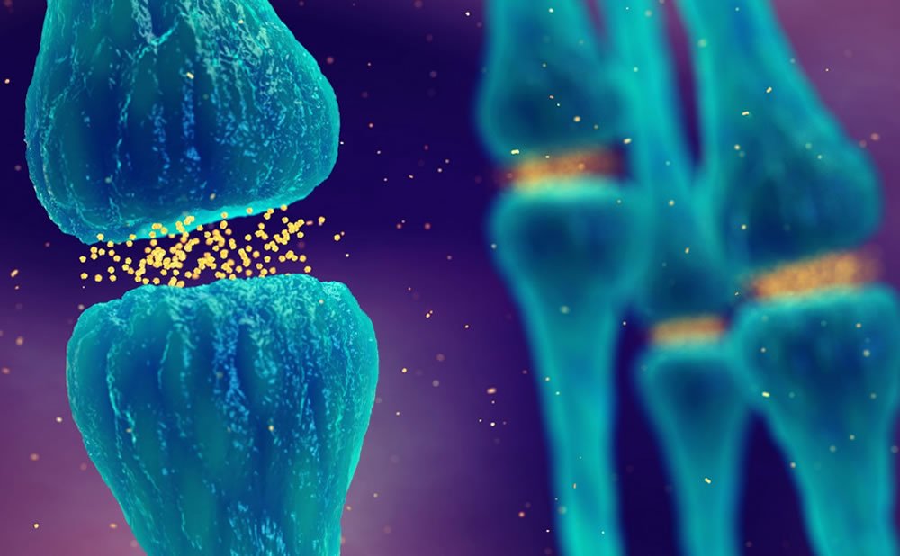 NEUROTRANSMISORES purinas