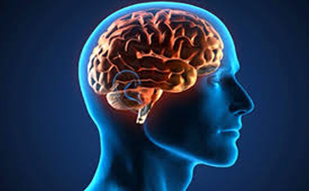 El miedo y el cerebro
