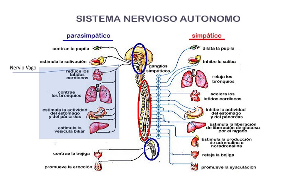 Como funciona la sacudida del cuerpo