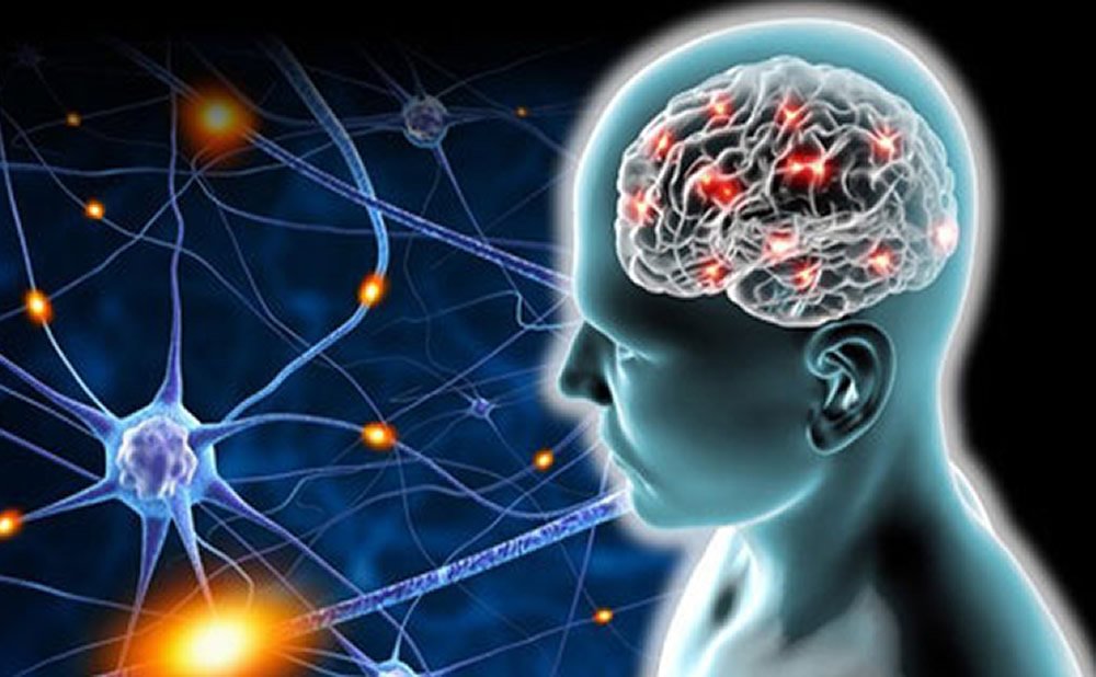 ¿Qué es la neuroplasticidad?