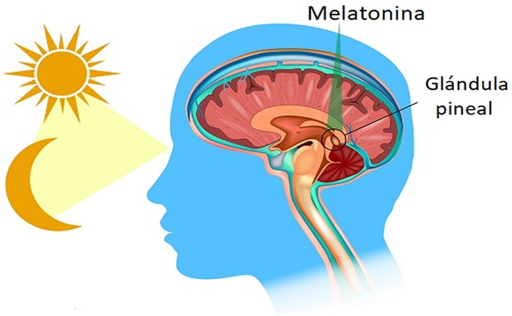Aprende como el cuerpo produce melatonina naturalmente