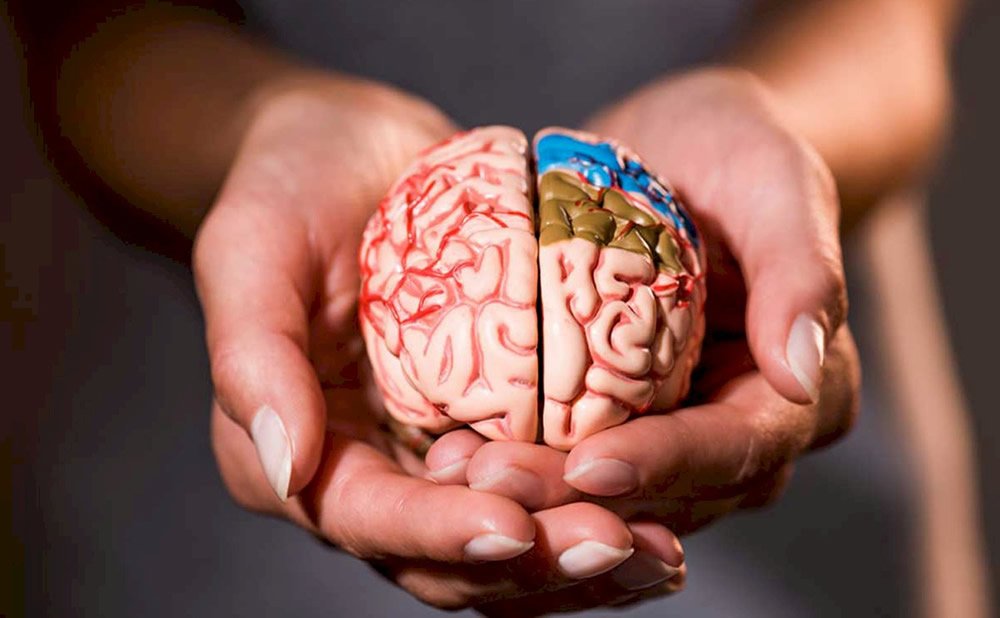 El tamaño del cerebro humano