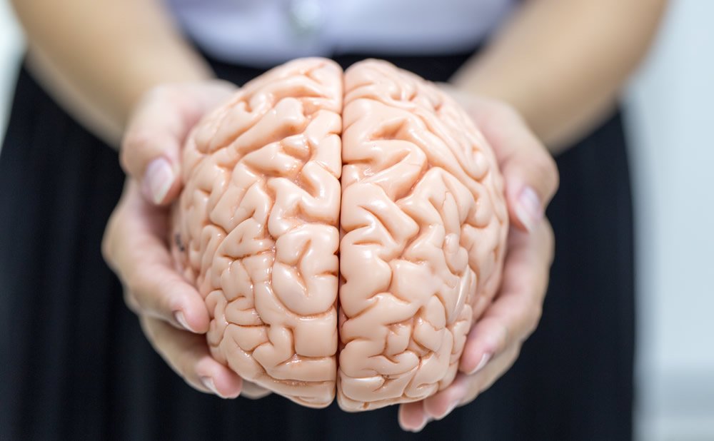 Estadisticas sobre el tamaño del cerebro humano