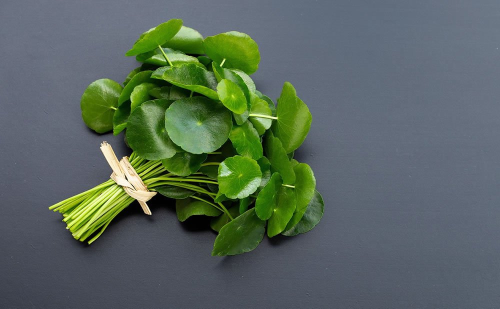 Centella asiatica como se regeneran las nuevas celulas cerebrales