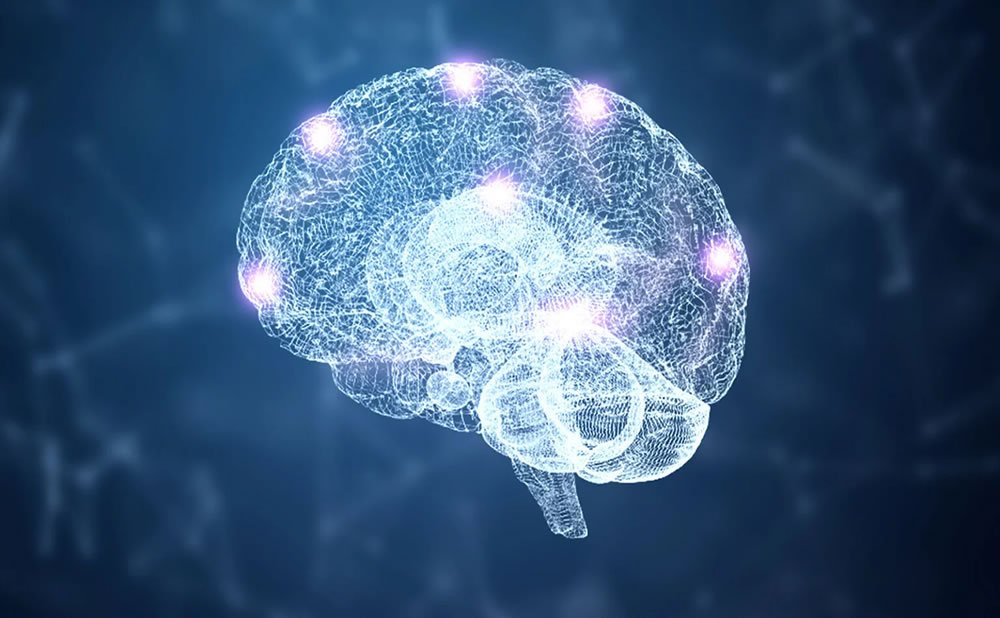 Las celulas cerebrales y el hipocampo como se regeneran las nuevas celulas cerebrales