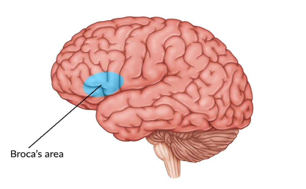 Area de broca como funciona el area de wernicke