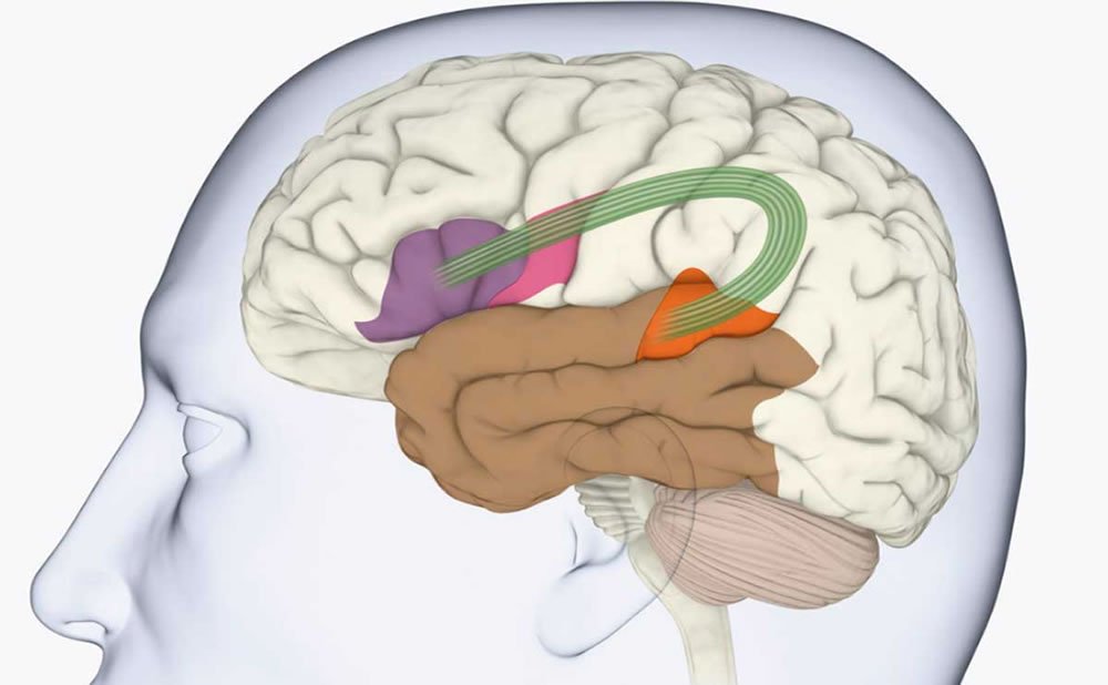 Como funciona el area de broca