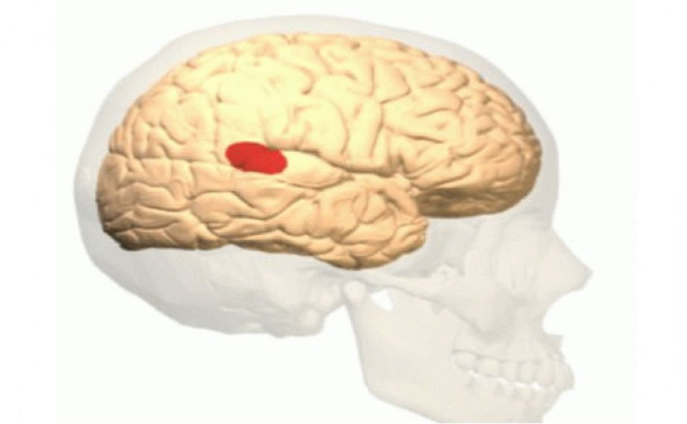 Otras funciones cognitivas como funciona el area de broca