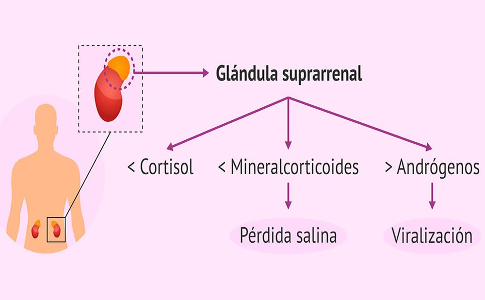 Por que las hormonas del estres provocan brotes el estres causa acne por que estar muy estresado puede provocar que nuestra piel tenga brotes de acne