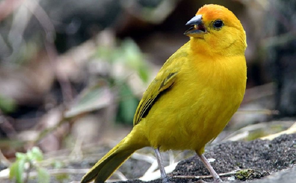 Que significa el color amarillo en un sueño la psicologia del color amarillo