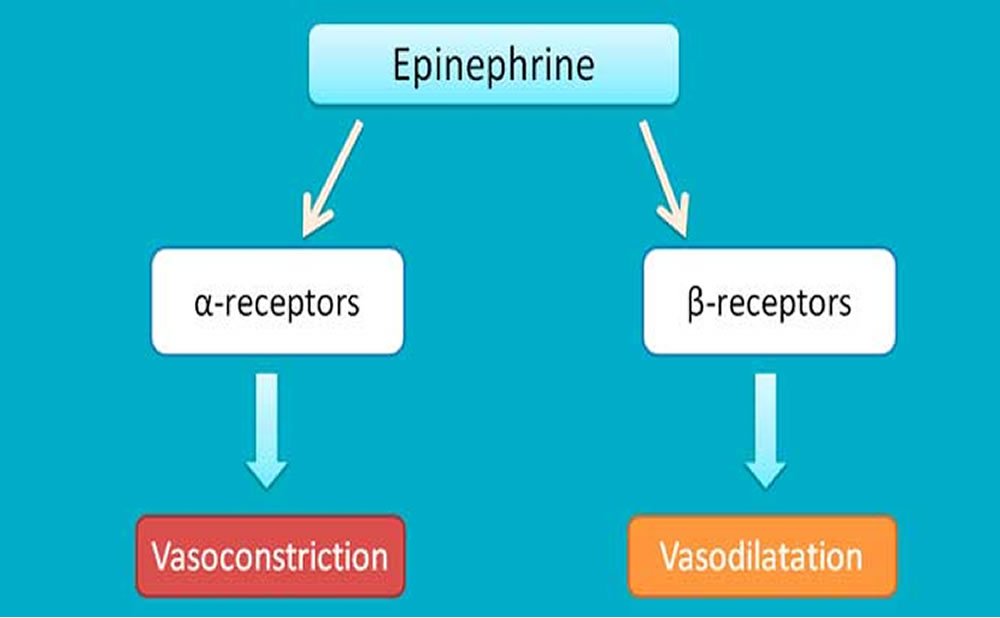 Afinidad del receptor como utiliza la epinefrina su cuerpo en respuesta al estres