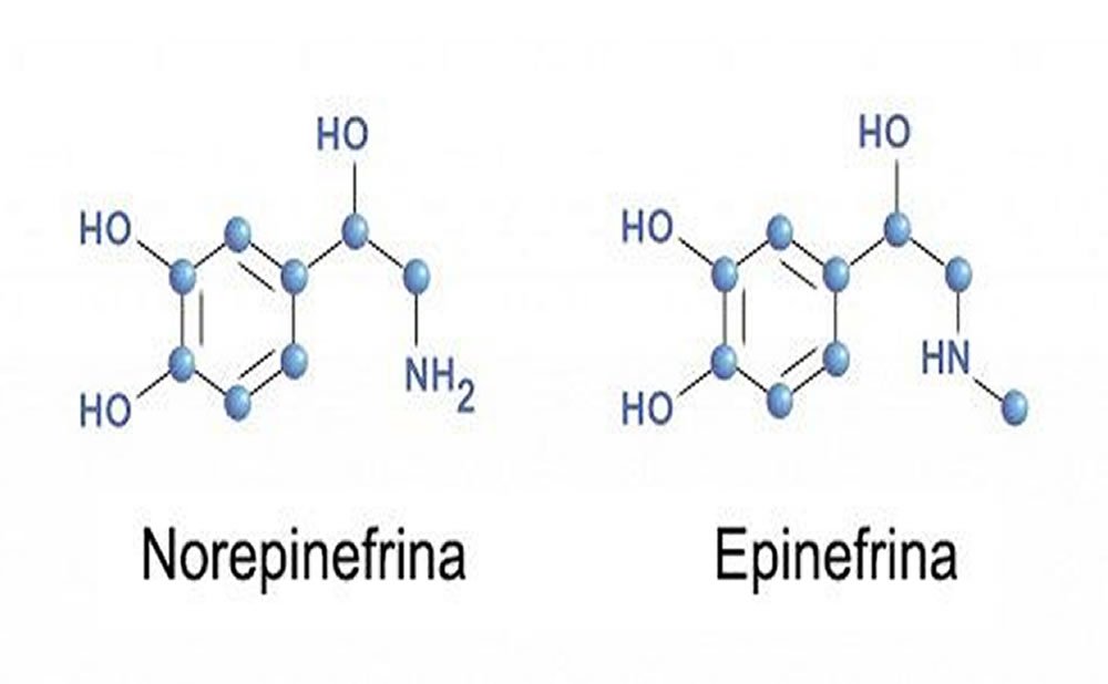 Cual es la diferencia entre epinefrina y noradrenalina como utiliza la epinefrina su cuerpo en respuesta al estres