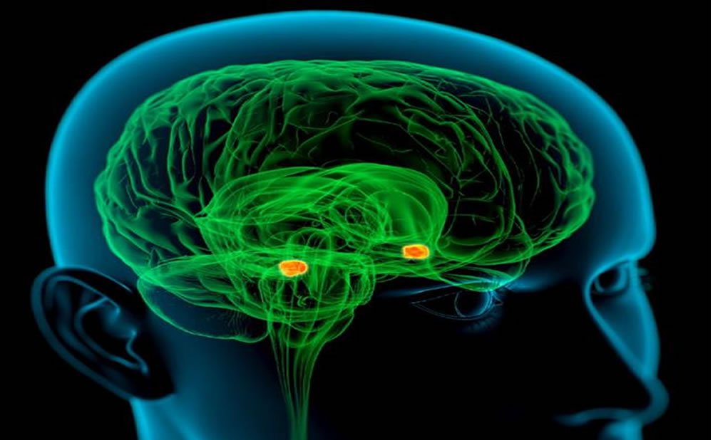 El hipocampo como el trauma y el trastorno de estres postraumatico impactan en el cerebro